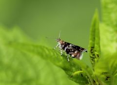 Choreutidae