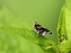 Choreutidae
