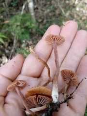 Marasmius sullivantii