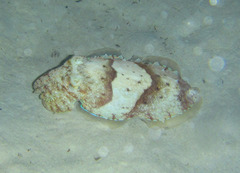 Sepia pharaonis