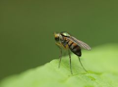 Dolichopus