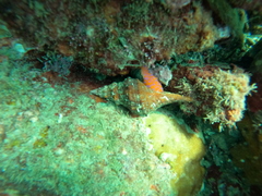 Triplofusus princeps