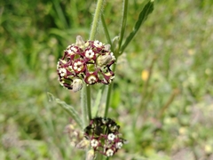Oxypetalum arnottianum