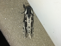 Morpheis melanoleuca