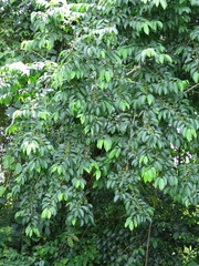 Margaritaria discoidea