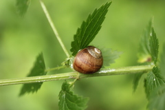 Helix pomatia