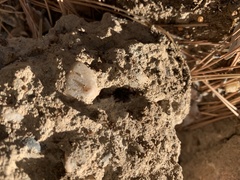 Formicoidea