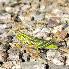 Hesperotettix viridis