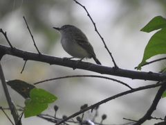 Poecilotriccus sylvia