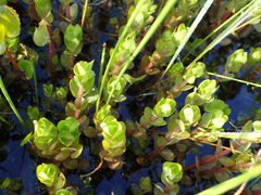 Bacopa rotundifolia