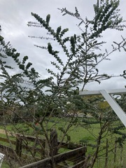 Eucalyptus pulverulenta