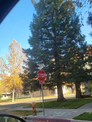 Sequoia sempervirens