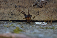 Neogonyleptes docilis