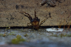 Neogonyleptes docilis