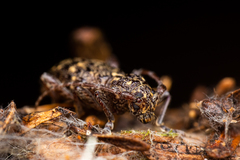 Plectrura spinicauda