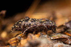 Plectrura spinicauda