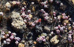 Sedum pedicellatum
