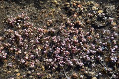 Sedum pedicellatum