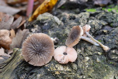 Pluteus thomsonii