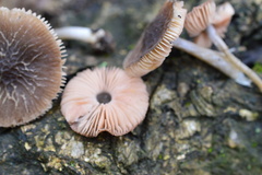 Pluteus thomsonii