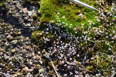Sedum pedicellatum