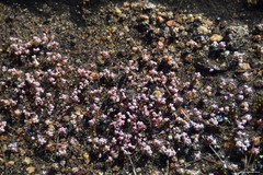 Sedum pedicellatum
