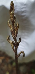 Gastrodia cunninghamii