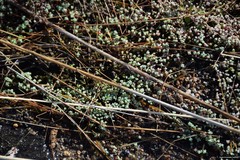 Sedum pedicellatum