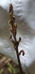 Gastrodia cunninghamii