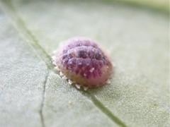 Epelidochiton piperis