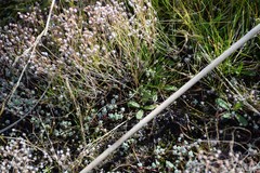 Sedum pedicellatum