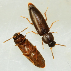Rushia