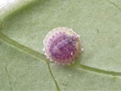 Epelidochiton piperis