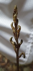 Gastrodia cunninghamii