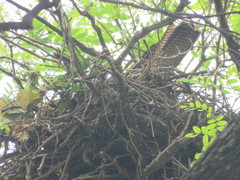 Parabuteo unicinctus