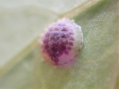 Epelidochiton piperis