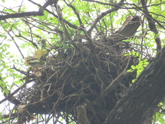 Parabuteo unicinctus