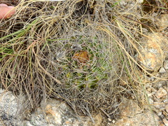 Acanthocalycium spiniflorum