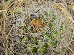 Acanthocalycium spiniflorum