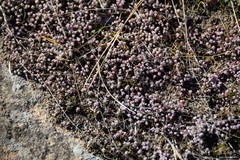 Sedum pedicellatum
