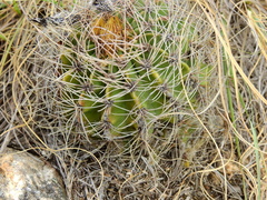 Acanthocalycium spiniflorum