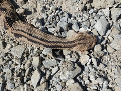 Crotalus ehecatl