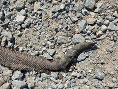 Crotalus ehecatl