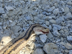 Crotalus ehecatl