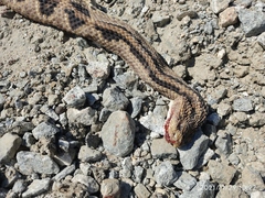 Crotalus ehecatl