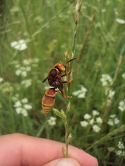 Montezumia ferruginea