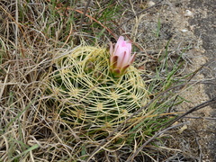 Gymnocalycium monvillei