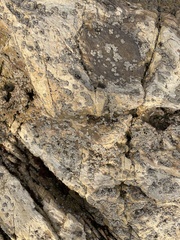 Balanomorpha