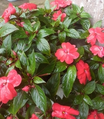 Impatiens hawkeri