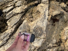 Balanomorpha